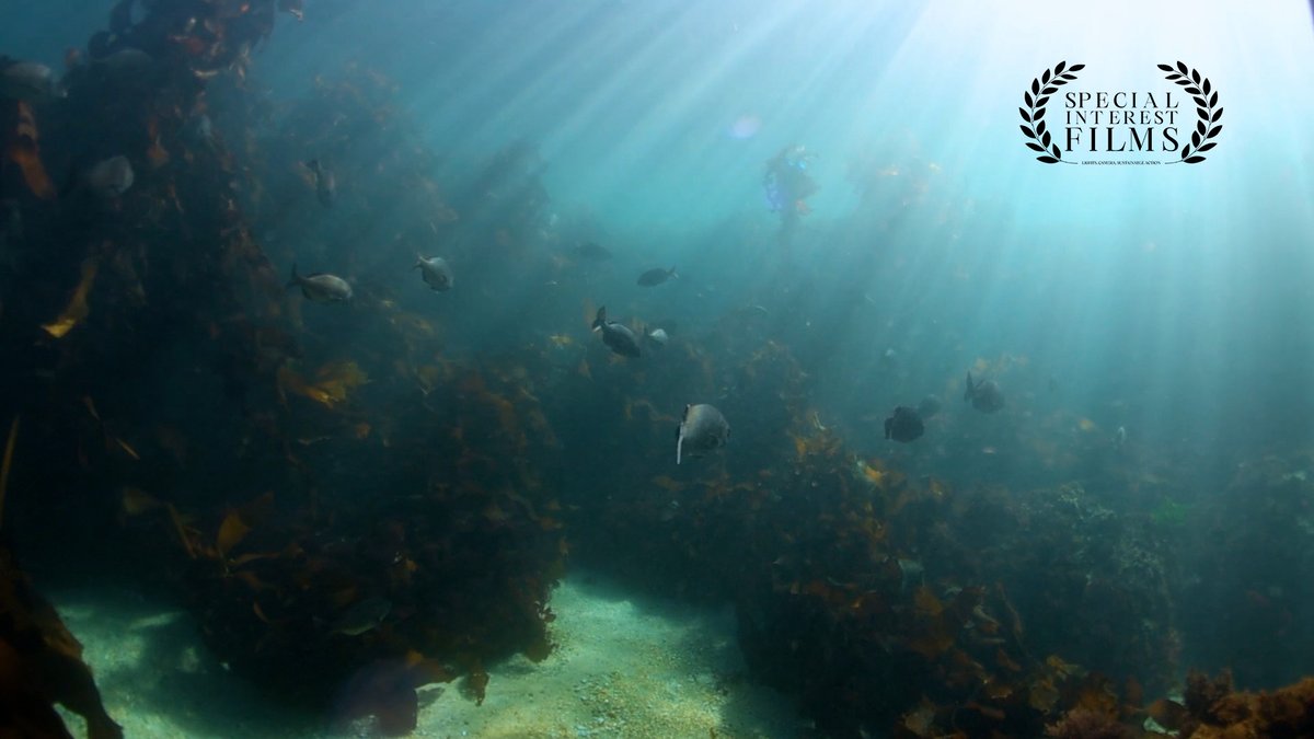 Paid advertisement from Special Interest Films: The ocean economy drives over $2.5 trillion a year and supports 80% of global trade. Learn how Boston Consulting Group and the Mærsk Mc-Kinney Møller Center are partnering to decarbonize the shipping industry and protect the oceans: