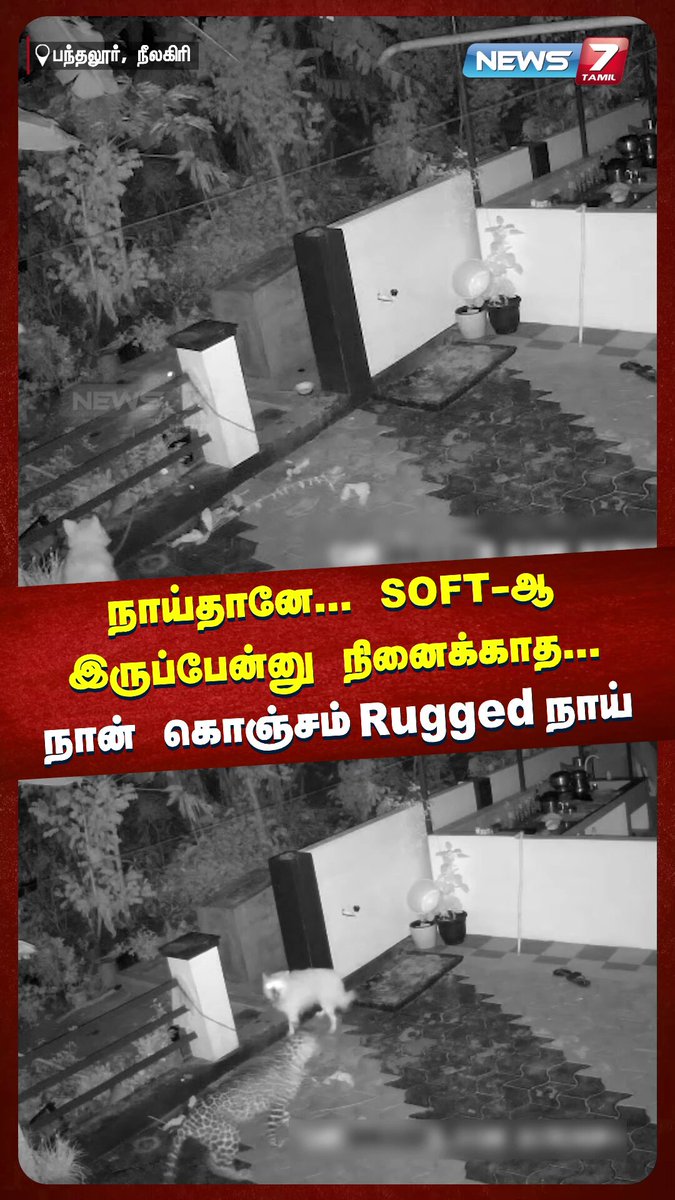 வேட்டையாட வந்த சிறுத்தையை திணறடித்த நாய்! | Cheetah | Dog | CCTV #Nilgiris | #Cheetah | #Dog | #viralshorts | #News7Tamil