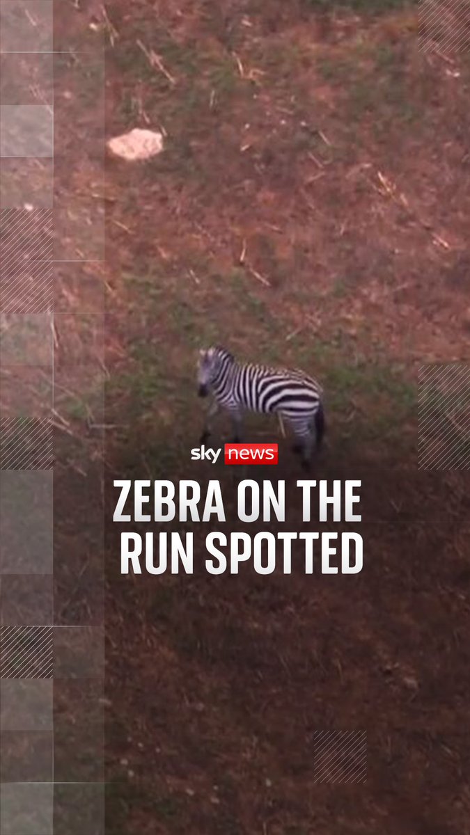 A zebra nicknamed ‘Ed’ has been spotted after jumping his owner's fence and running away. The story of this zebra went viral on social media, where many shared AI-generated images of the animal hanging out in bars or riding fair rides.