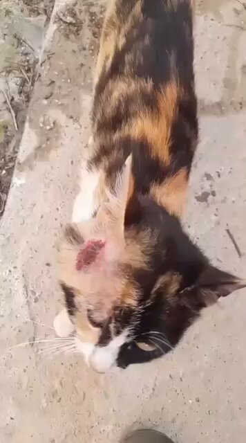 Kastamonu taşköprüde bu 2 kedi. Kafalarının ordaki şeyin ne olduğu bilinmiyor kardeşine de aynı bölgede aynı şey olmuş bi süre sonra. Bulan arkadaş köyde yaşıyor ve iki tane veteriner varmış olduğu ilçede. ikisine de güvenmiyor çünkü daha önce hasta iki kediye de bir şeyi yok diye göndermişler ikisi de ölmüş maalesef. Kastamonu’dan Ankara’ya dönecek olan bu kedişleri getirebilecek olan var mıdır tedaviye alınacak Ankara’da. Ya da orda tedavi ettirecek birileri yok mu? Lütfen yayalım arkadaşlar. #kastamonu #ankara #kastamonusokakcanları