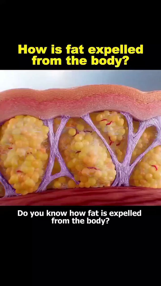 How is the fat expelled from your body? [🎞️ Principle888]