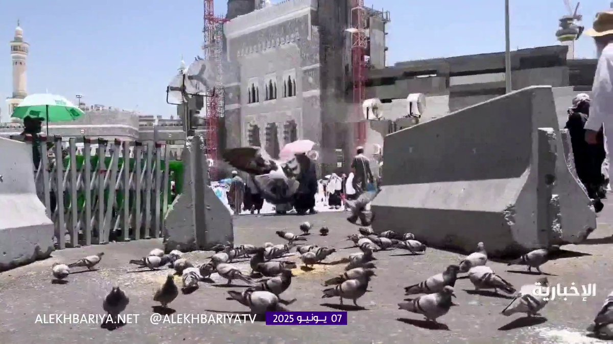 مكة تحتضن الطير والإنسان، وتمنحهما الطمأنينة #الحج_عبر_الإخبارية | #الإخبارية