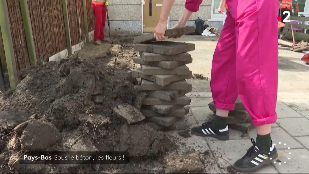 🇳🇱 Pays-Bas : Sous le béton, les fleurs En 4 ans, près de 10 millions de pavés arrachés grâce à un concours visant à chasser le béton des jardins. Objectif : lutter contre le réchauffement en ville et l'artificialisation des sols Via France TV Europe