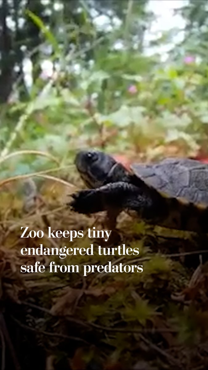 The Oregon Zoo has brought 17 endangered northwestern pond turtle hatchlings into its conservation lab. The team will care for the tiny turtles until next spring, returning them to the wild when they are large enough to have a better chance of surviving on their own.