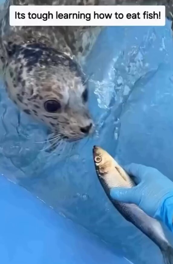 Its tough learning how to eat fish! 🦭