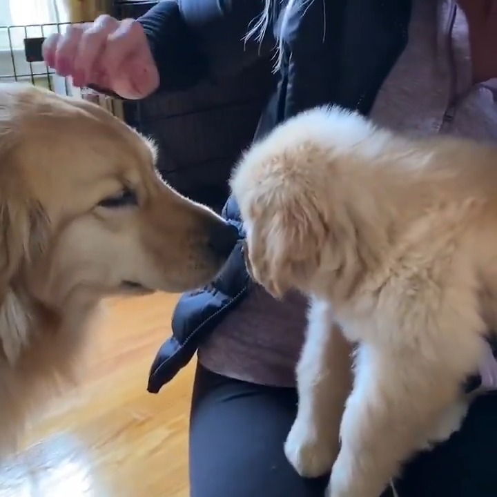 mommy dog is so perfect 🥰