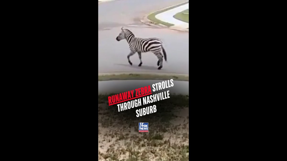 WILD AND FREE: Ed the zebra, a runaway resident of Rutherford County Tennessee, has been on the loose for a week after escaping his owner's property.