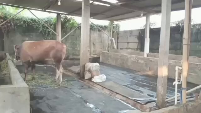 Walau penjualan turun sangat jauh dari tahun lalu, Alhamdulillah sapi peliharaan tahun ini habis dan kunsumen puas