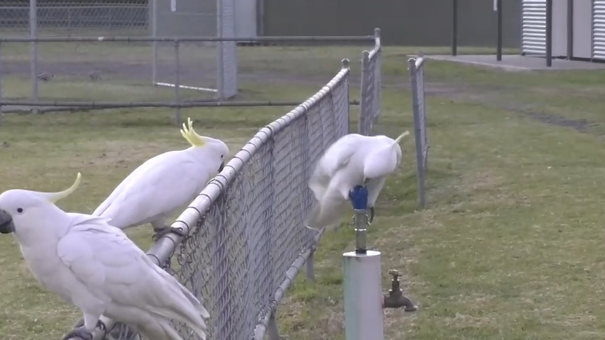 Cockatoos have learned to operate drinking fountains in Australia. The behavior—never before seen in birds—may be a developing cultural tradition among one population: