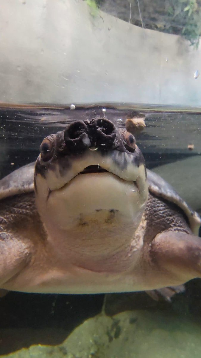 ✋😡 STOP scrolling and say hi to Meatball right now while he's enjoying his turtle biscuits!