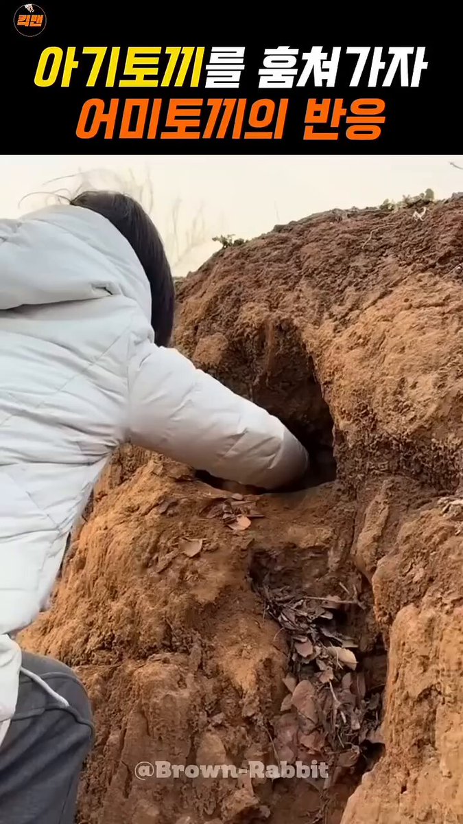 이전에 올려던 피드의 전체 영상... 공사 때문에 토끼집이 무너져 죽을까봐 집을 옮겨주기 위해서 당근으로 엄마 토끼를 꼬신거...
