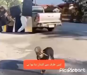 بڑا آیا توں نقل خور ہمارے کپتان کا لیول ہی الگ ہے، اپنی طرف سے کپتان بنا ہوا ہے 😂🤣😆👇