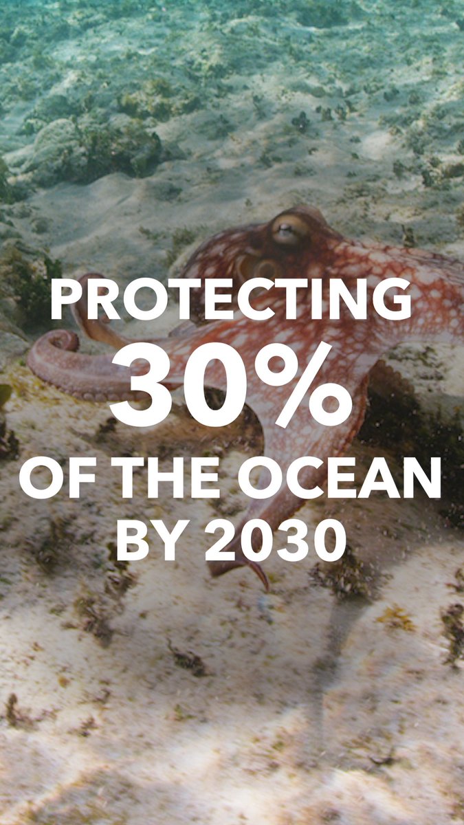 🪸Coral reefs. 🌱Mangroves. 🌊10,000 km of coastline. Brazil’s coastal ecosystems are essential, and our survival is tied to the ocean’s health. That’s why we’re supporting Brazil’s efforts to strengthen marine and coastal protections. Bloomberg Philanthropies’s new commitment builds on our support for ocean conservation and climate action, and advances the global goal of protecting at least 30% of the ocean by 2030. #WorldOceanDay