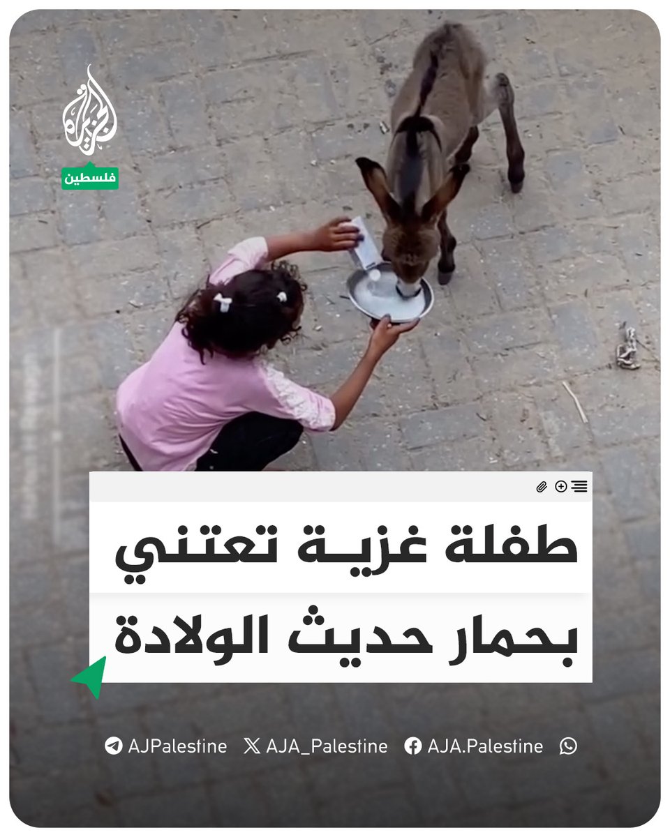 طفلة غزية تعتني بحمار صغير حديث الولادة وتقدم له الحليب #الجزيرة #فيديو