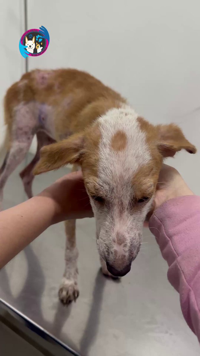 Hanna busca hogar, ella fue rescatada hace 1 año en el departamento de Amazonas en muy mal estado de salud, a pesar de que la hemos publicado muchas veces aún no encuentra familia 😢😔 deseamos con las fuerzas de nuestro corazón que sea adoptada por un bello hogar, si quieres cambiar tu vida y la de ella por favor escríbenos al WhatsApp 📲 3118009018 🩷🩷