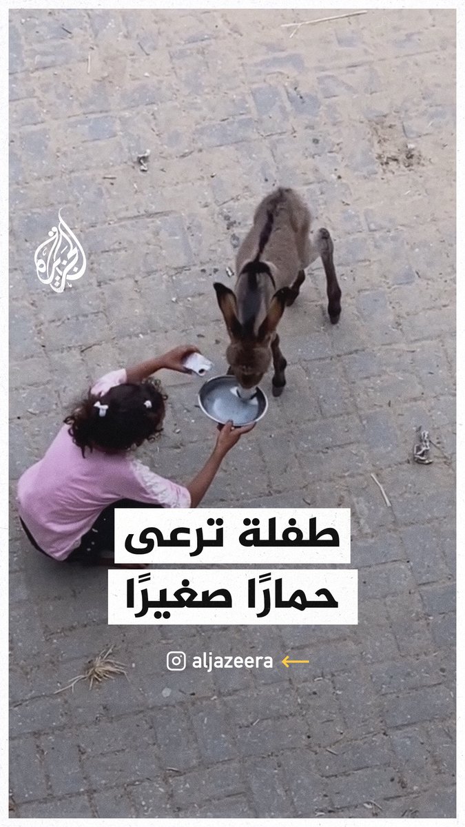 طفلة في #غزة ترعى حمارا صغيرا حديث الولادة وتقدم له الحليب #حرب_غزة