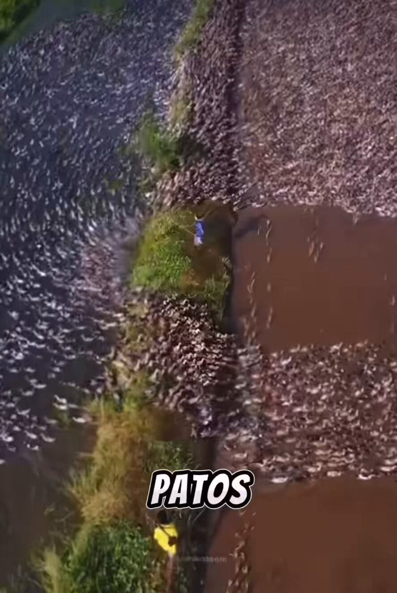 Se fosse no Brasil o Ibama já ia ferrar o fazendeiro