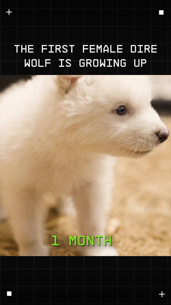 Never-before-seen footage of Khaleesi, the first de-extinct female dire wolf, growing up. Here’s a rare look at months 1 through 3—from socialization to the start of the ranking phase. She’s growing fast, and if she gets any cuter we’re printing calendars.