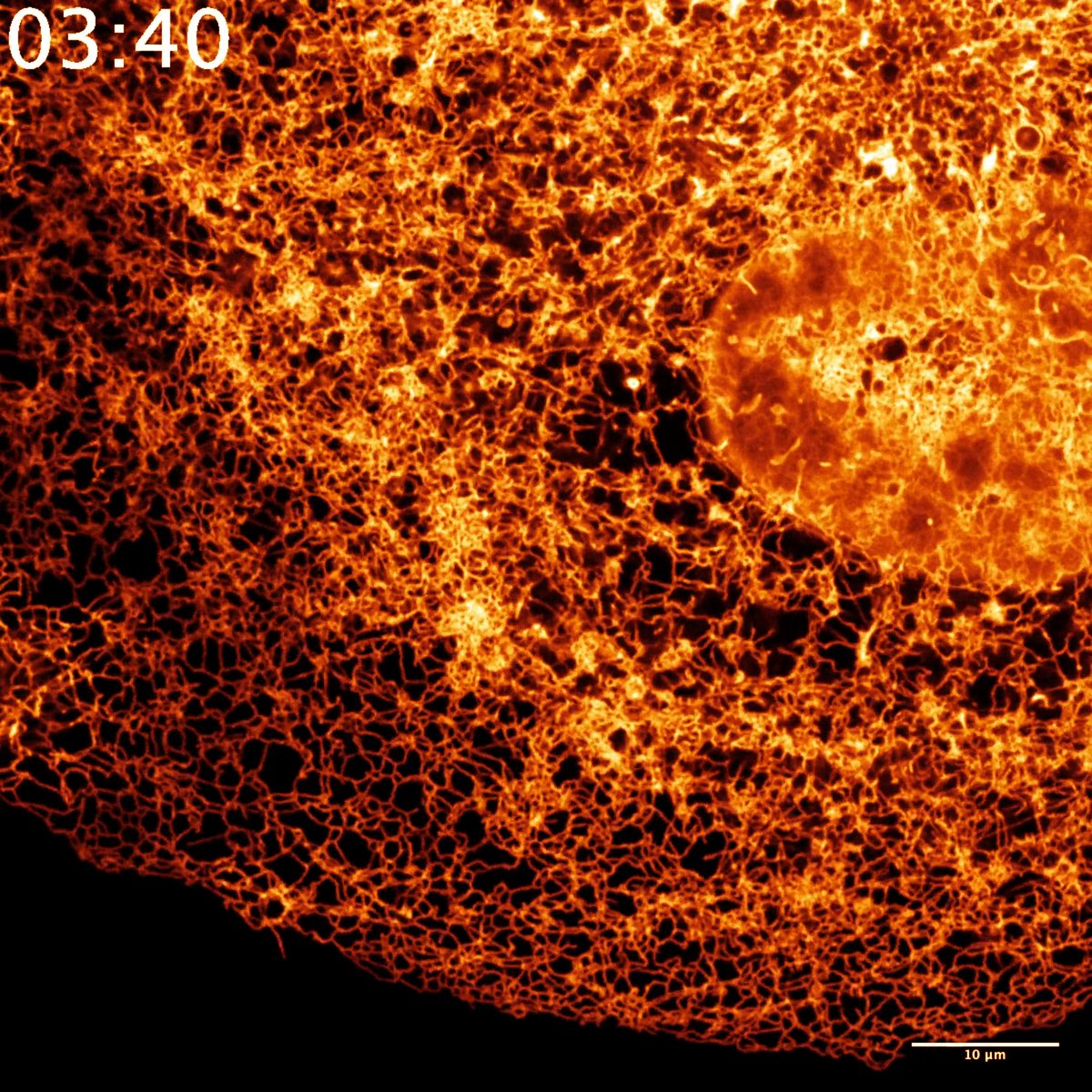 Andy Moore at HHMI | Janelia created this time-lapse video that shows the dynamic structure of the endoplasmic reticulum (ER) within a kidney cell. As you can see, the ER is very densely packed near the nucleus, which is shown in bright orange color at the center of the cell and is less dense towards the edges of the cell. Videos like these can give us a more complete understanding of the structure and function of the ER and this knowledge could be the basis for future research on how protein and lipid production within the cell affect human health and disease. Download this video and discover more: Credit: Andy Moore, HHMI’s Janelia Research Campus