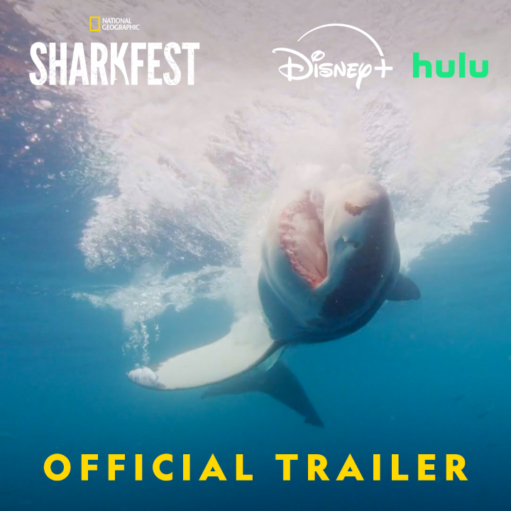 What does it take to film a great white shark up close and without a cage? Bertie Gregory finds out as he kicks off #Sharkfest 2025! #SharksUpClose with Bertie Gregory premieres Saturday, July 5 at 8/7 on National Geographic. Streaming soon on Disney+ and Hulu.