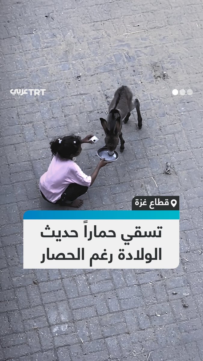 سقته بعض الحليب.. مشهد إنساني لطفلة فلسطينية ترعى حماراً صغيراً حديث الولادة، رغم الظروف المأساوية التي يعاني منها القطاع. #تفاعل ليصل إليك كل جديد