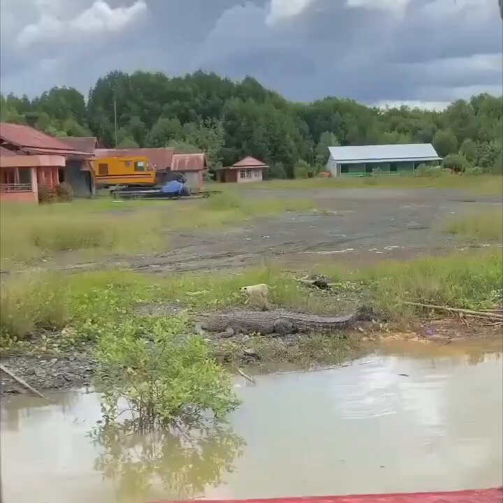 Timsaşklarımızı besliyoruz