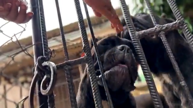 Eye-watering inflation has made it difficult for Nigerian dog parents to feed their pets. While some say they are feeling the pinch, others say the bond can only strengthen in the hard times