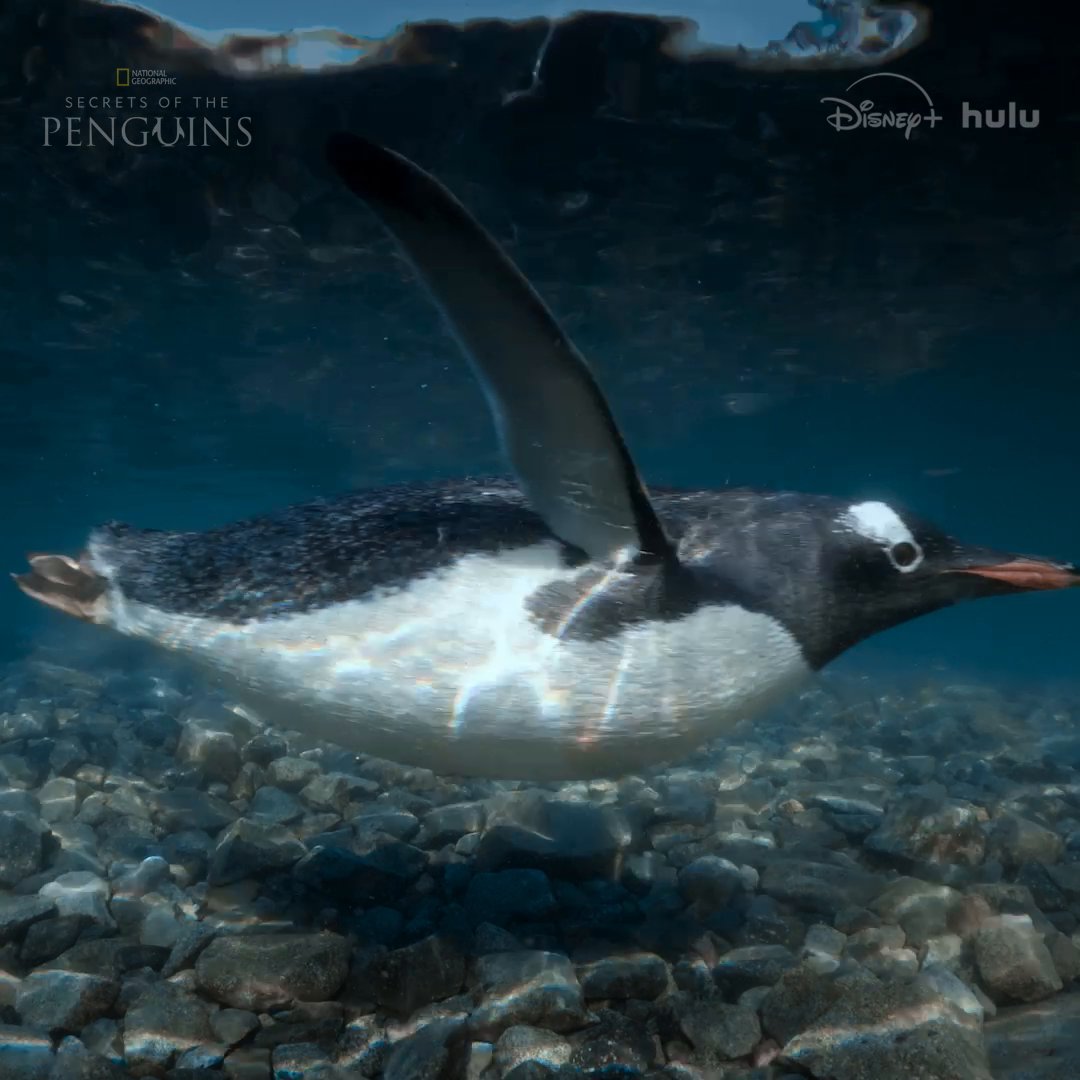 In the chaos of survival, sometimes it’s every penguin for themselves 🐧 #SecretsOfThePenguins is now streaming on Disney+ and Hulu.