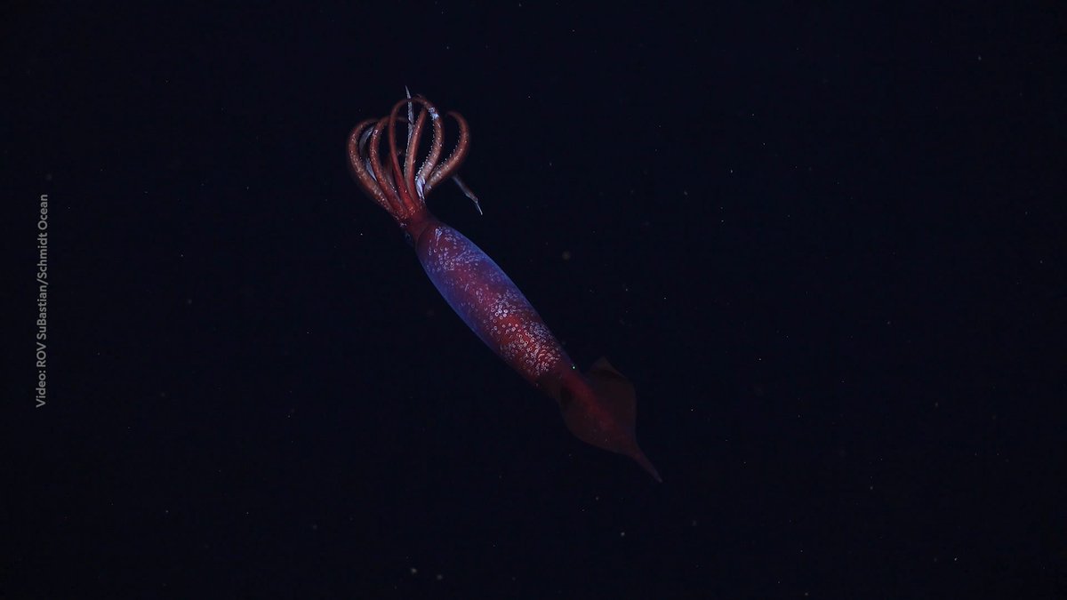 Presented by National Geographic Society in partnership with Rolex. A National Geographic Society expedition spotted an Antarctic gonate squid alive for the first time—helping researchers form theories around this mysterious species.