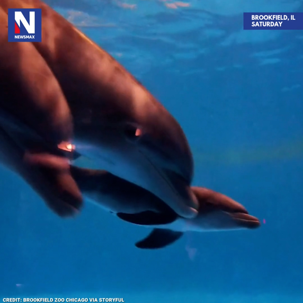 FIN-TASTIC MOMENT: A bottlenose dolphin at the Brookfield Zoo Chicago in Illinois gave birth to an adorable dolphin calf on Saturday. The little cutie was the first calf to be born at the zoo in a decade.
