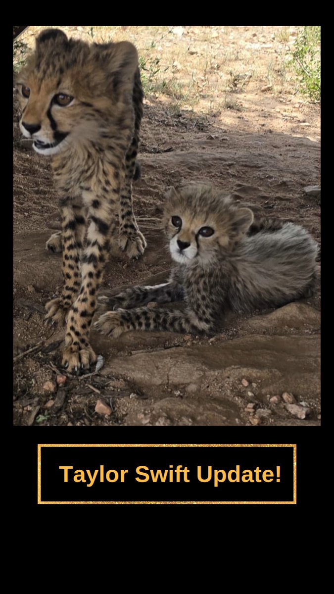 It’s #TaylorSwift Tuesday! Taylor Swift, the #cheetah, has been doing really well at the Cheetah Rescue and Conservation Centre (CRCC) in Somaliland! She now spends all of her time with the Abdullahi Group, a coalition of four cubs that were rescued a month prior to Taylor – and all of the young cats get along very well! Despite the other cubs being a few weeks older than Taylor and her brother, they have all bonded and are constantly observed playing, running around, grooming and napping together in the sun. ‘Call It What You Want,’ but these interactions are important for Taylor Swift as she learns to behave like a cheetah. In the #wild, male cheetahs who are born in the same litter (and sometimes even males from different litters) stay together for their entire lives, forming what is called a ‘coalition,’ and this collaboration offers strength in numbers. Female cheetahs, on the other hand, are loners for the most part, except when they have cubs. However, it is still important for Taylor Swift to learn to interact and socialize with other cheetahs – for instance, letting the other #cats know when they’re allow near versus when they’re too close, figuring out the limits of play, building her muscles while running around, and getting the endorphins associated with grooming. Fortunately, Taylor Swift and her brother have the Abdullahi Group as their chosen siblings. At the moment, two of the cubs in the group don’t have names, but little Taylor Swift seems to have a special affinity for one cub in particular… Want to learn more? Visit