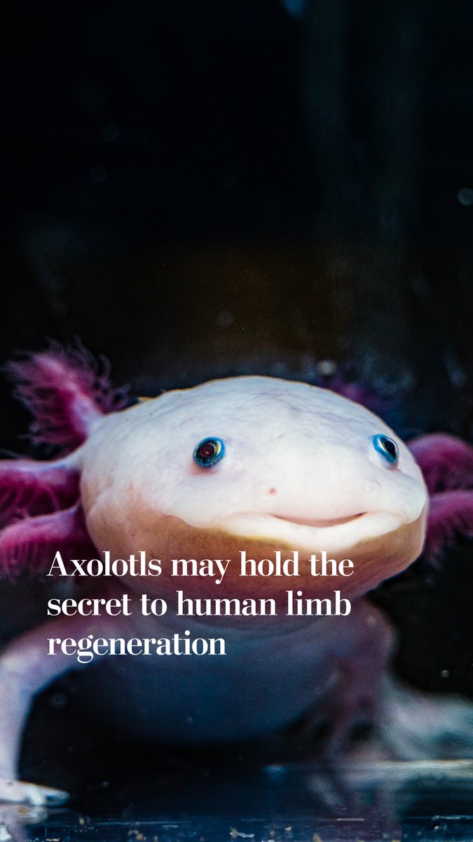 With a silly smile and frilly gills, the axolotl has wriggled its way into the hearts of millions, becoming a popular aquarium pet and pop-culture icon in video games, children’s books and toy stores. Scientists are now turning to this species of salamander because it is a master at regeneration. After losing a limb, an adult can grow it back fresh and new in a few months. Scientists have used axolotls that have been genetically engineered to glow in the dark to suss out some of the molecular underpinnings of the animal’s amazing ability to restore itself, aiming to someday coax the human body to do the same. Read more: