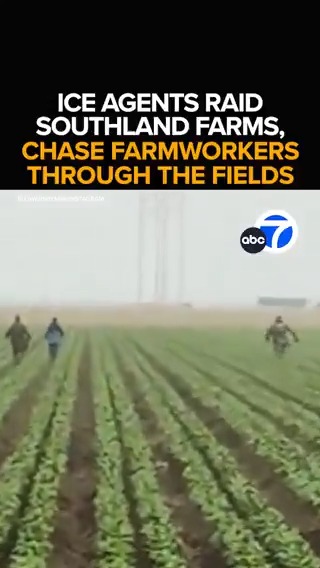 In an early morning raid, ICE agents are seen chasing farmworkers through an Oxnard field. The raids coming as the federal gov't ramps up immigration enforcement in SoCal. Continuing coverage of the ICE raids, protests and unrest - Tonight at 11 from ABC7.