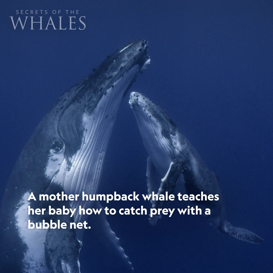 Every moment is a teaching moment, especially for humpback whales, as this mother teaches her calf how to corral prey by creating streams of strategically-placed bubbles—a technique known as bubble-net feeding. 🐋 #SecretsOfTheWhales is now streaming on Disney+ and Hulu.