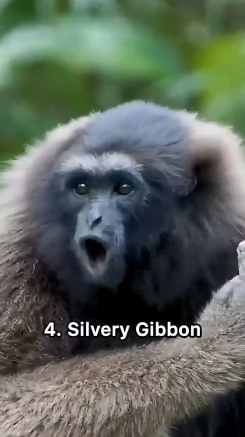 Nature is Amazing ☘️ Sound of different monkey species