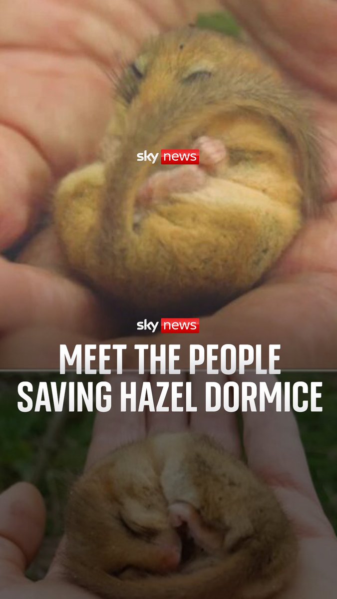 Hazel dormice are disappearing in the UK - meet the people who are trying to save them. 🐭 Sky's Shamaan Freeman-Powell reports.