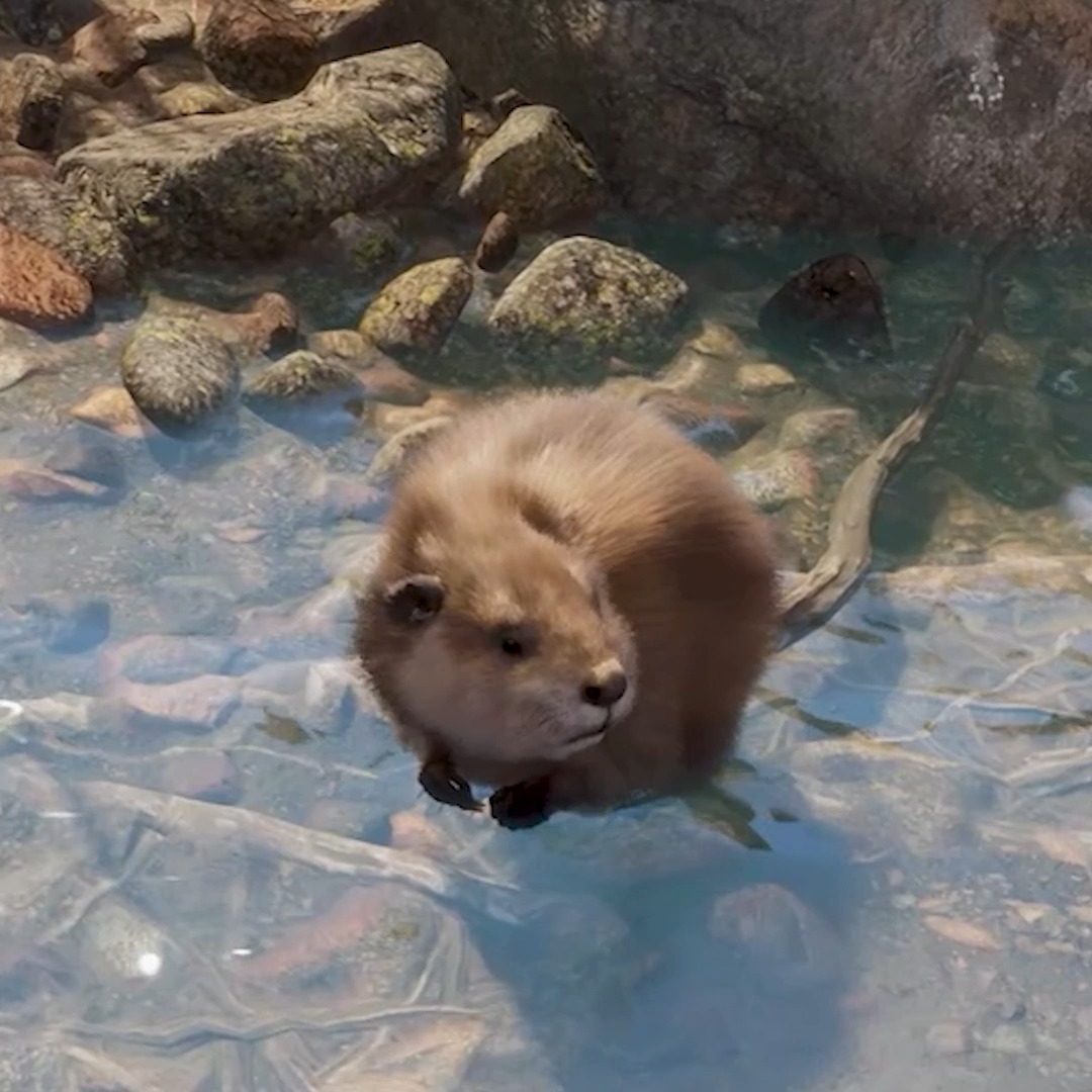 Learn the magic behind the beaver's movements with Technical Animator, Aron!