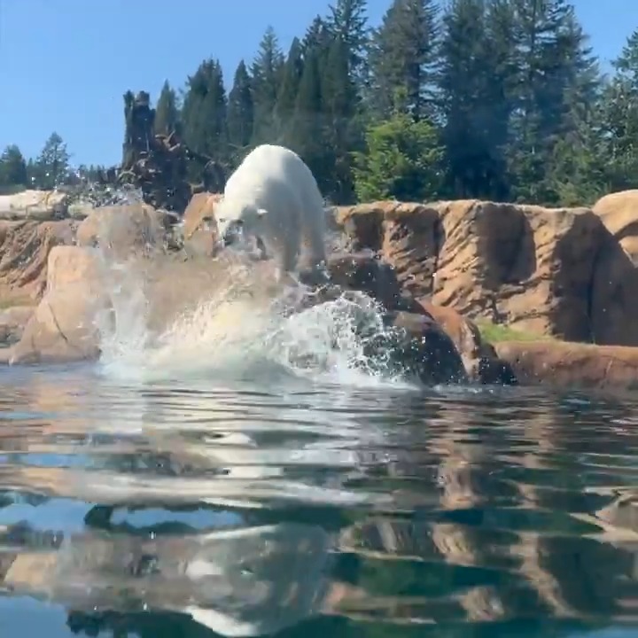 Polar-powered pool party