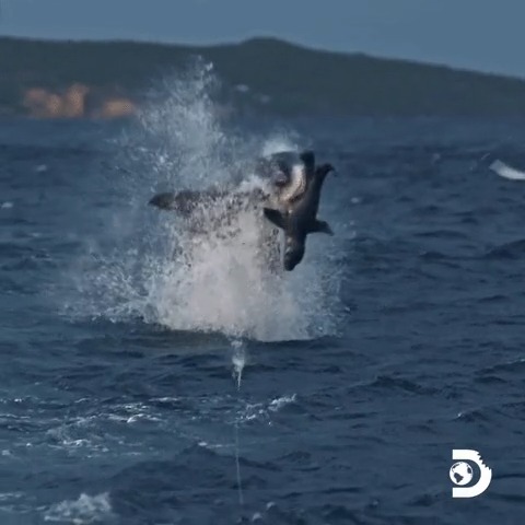 Seal decoys make these sharks jump for joy 🦈 What's making you jump for joy today? Maybe it's that #SharkWeek returns soon on Sunday, July 20 on Discovery 👀