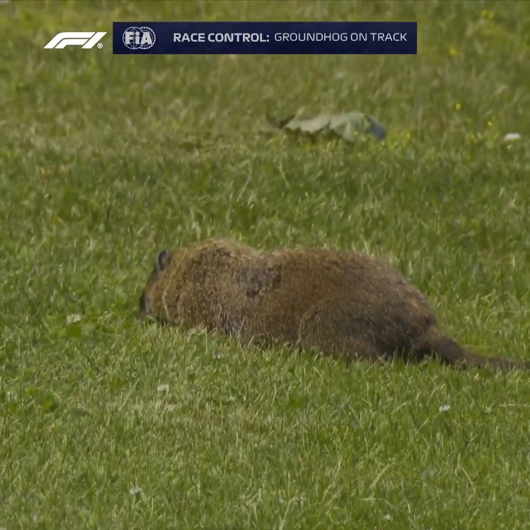 Look out little fella! 🦫😅 #F1 #CanadianGP
