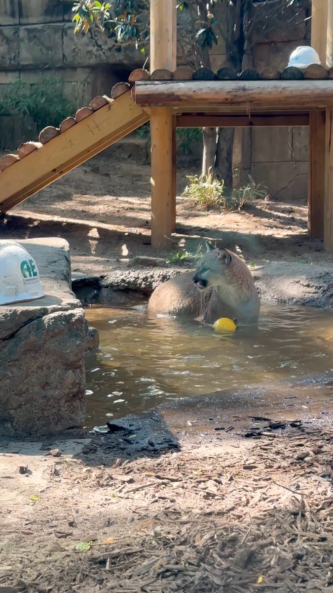 Pumas are excellent swimmers but usually avoid going into water—unless, of course, it's playtime! 🐾🤽