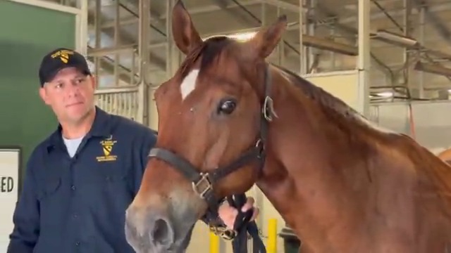 The 1st Cavalry Division, Horse Detachment brings tradition to life—led by their most loyal troop, Private Doc Holliday, keeping spirits high and history alive.