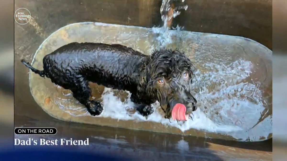 While they're known as man's best friend, sometimes it takes a bit of convincing to get some guys on board with becoming a dog dad, including Steve Hartman, who learned just how quickly dogs can steal your heart.