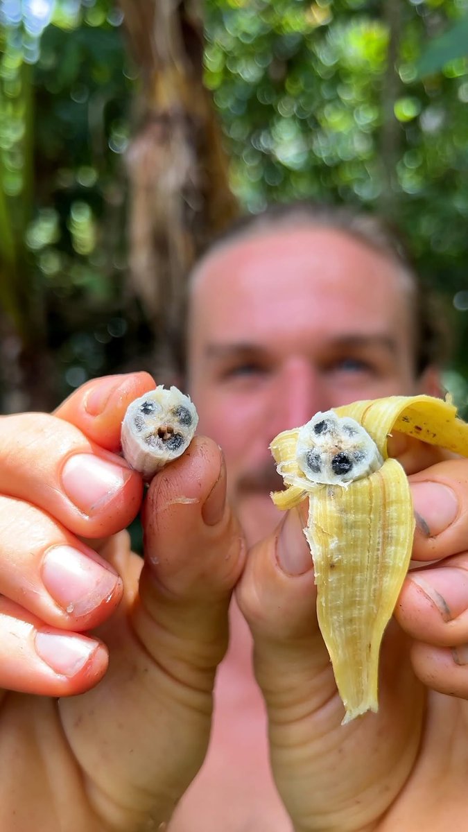 This is what real bananas look like. They help manage diabetes and high cholesterol. This is one way Africans stayed healthy without going to hospital