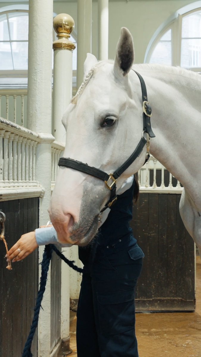 The final preparations are being made to the horses and carriages ahead of this year’s Trooping the Colour. 🐴