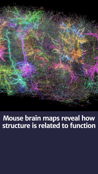 A detailed map of mouse brain cell structure and connections, offering insights into how they relate to activity in the mouse brain, is revealed in a package of papers from MICrONS consortium in nature & Nature Methods: Allen Institute naturePortfolio