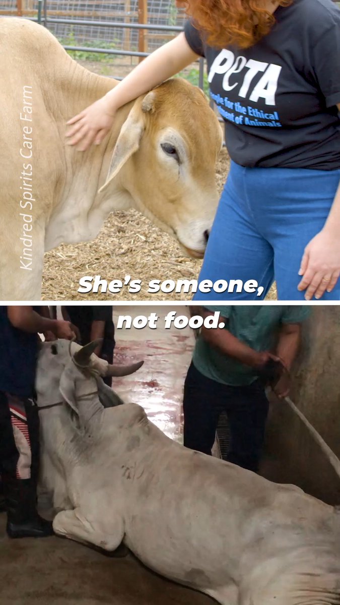 Every animal is 𝘴𝘰𝘮𝘦𝘰𝘯𝘦, not 𝘴𝘰𝘮𝘦𝘵𝘩𝘪𝘯𝘨.