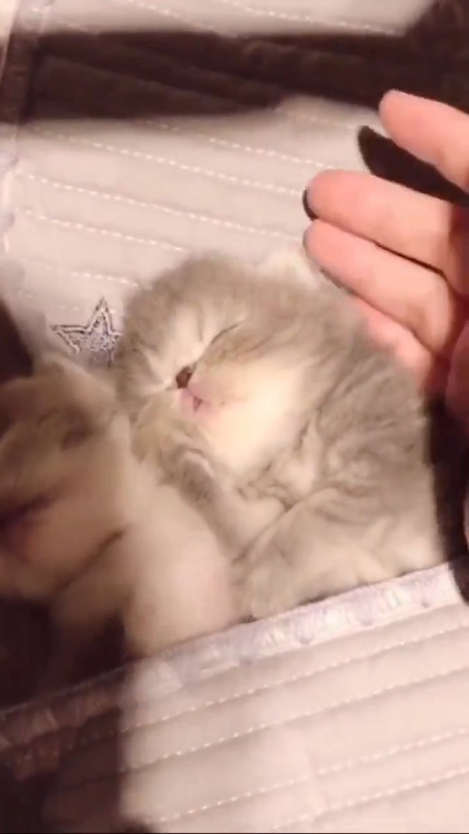 two babys 😽💗