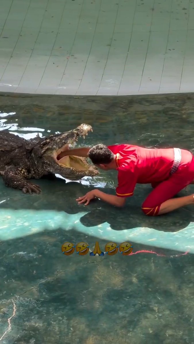 Never try this at home. Crocodiles have very powerful jaws that are strong enough to crush skulls