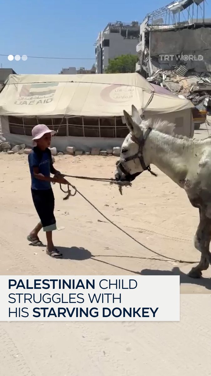 A Palestinian boy tries to care for his donkey, which is too tired to move due to the shortage of food in Gaza. Israel's restrictions on aid to the enclave has left millions struggling to survive, as animals too feel the effects of the brutal siege. For more updates, visit: